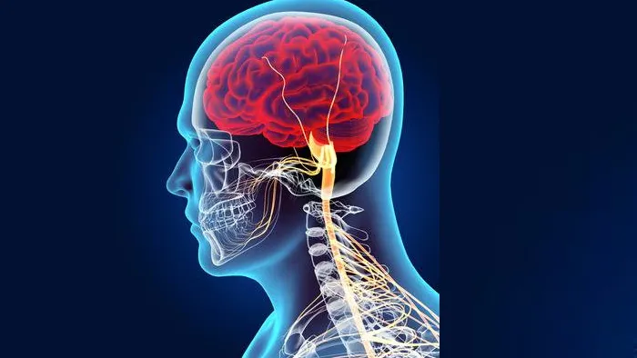 Ilustración de una cabeza humana con el cerebro y los nervios resaltados